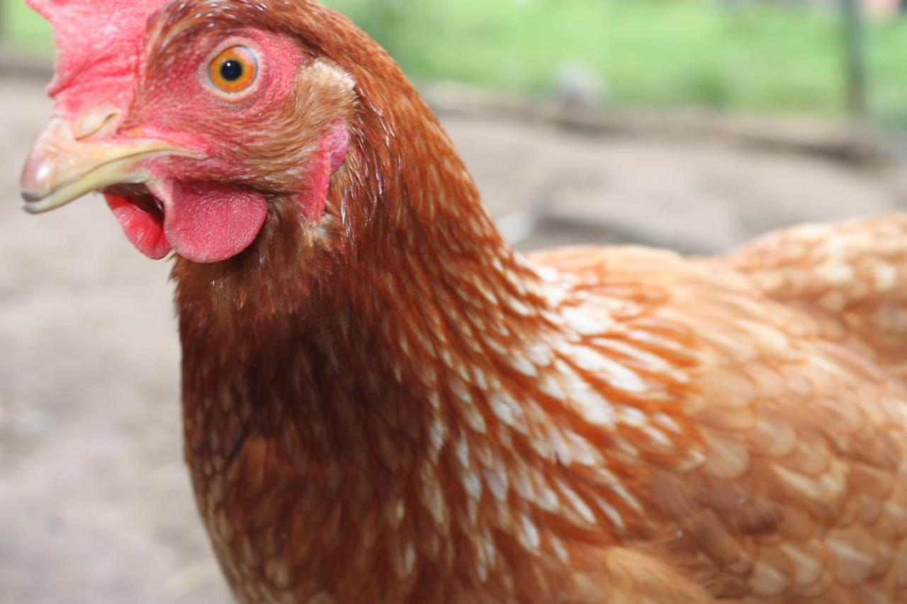 B&B 'T Hoogste Bornem Ngoại thất bức ảnh